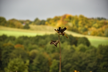 Zasuszony liść nad kaszubskim jeziorem Julian Stanecki IIITRF